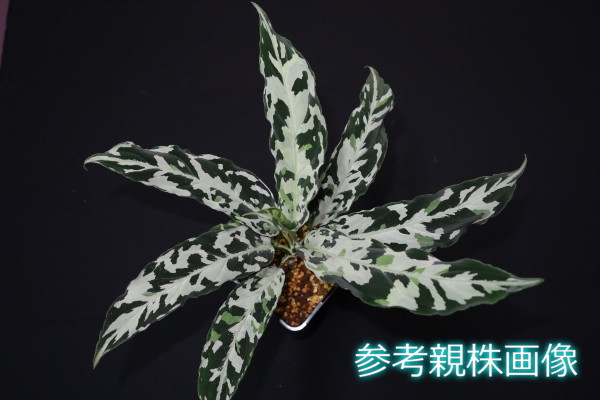 アグラオネマ☆Aglaonema pictum “鏡華-阿“ Aceh sumatera 【LA0913-1ss-wf1】☆ - 観葉植物