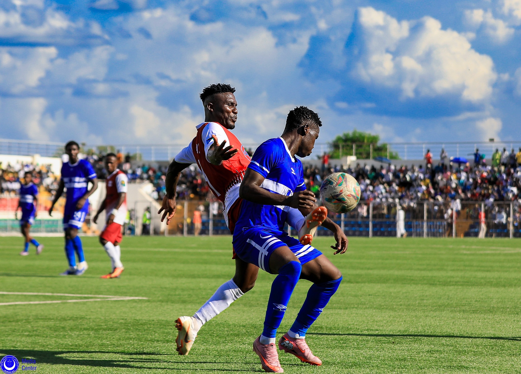 جاموس الهلال